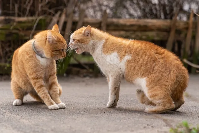 Why Does My Cat Hate Other Cats? 6 Vet-Verified Possible Reasons
