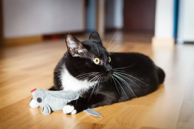 13 DIY Felt Cat Toy Plans You Can Make Today (With Instructions)