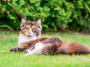 History of Calico Cats - Taking a Look at Their Past