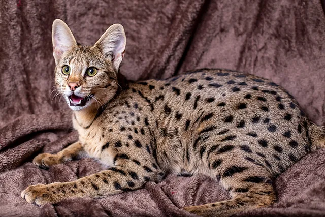 15 Savannah Cat Colors & Patterns (With Info & Pictures)