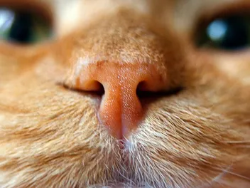 Why Are Cats' Noses Wet? Vet-Approved Feline Anatomy Facts & When to Worry
