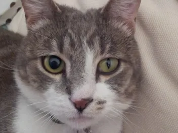 Anisocoria in Cats: Causes & Care Guide (Vet Answer)