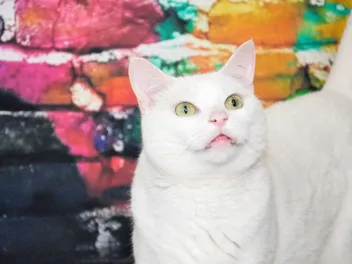 Is My White Cat, Clutch, Deaf? Explaining Feline Genetics & Hearing Impairment