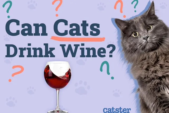 Can Cats Drink Wine? Vet-Verified Safety Information