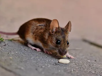 Do Cats Keep Mice Away? Vet-Approved Facts & FAQ