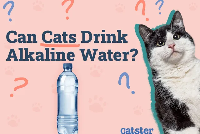 Can Cats Drink Alkaline Water? Nutritional Facts & FAQ (Vet Answer)