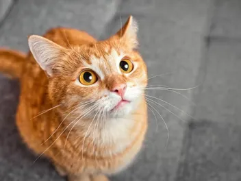 15 Common Household Hazards for Cats & Vet-Approved Safety Tips