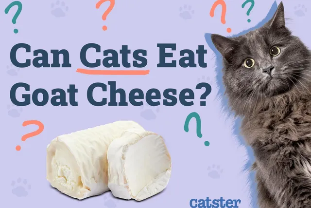 Can Cats Eat Goat Cheese? Vet-Reviewed Nutritional Benefits & FAQ