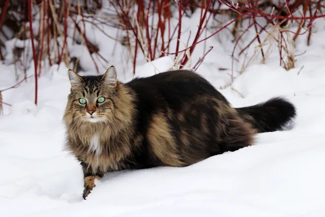 Green Eyed Cats: Vet-Verified Facts & FAQ