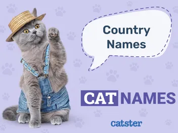 160+ Country Cat Names: Great Ideas for Your Western Cat