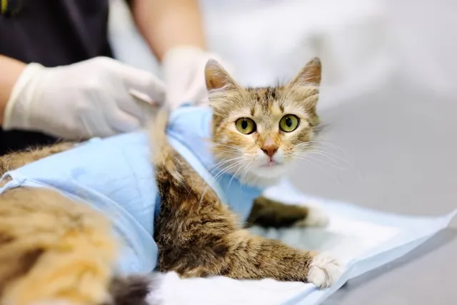 How to Get Your Cat to the Vet: 6 Vet-Approved Tips If They Really Don't Want to Go