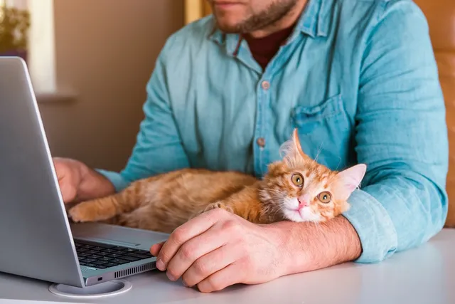 Why Do Cats Like to Sit on Keyboards? 5 Vet-Reviewed Reasons