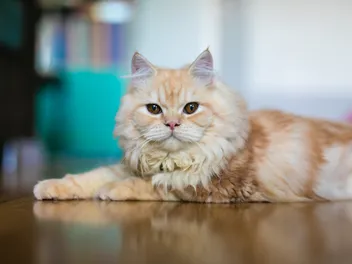 15 Most Popular Cat Breeds of 2026 (With Info & Pictures)