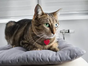 10 Best Cat ID Tags in 2026 – Reviews & Top Picks