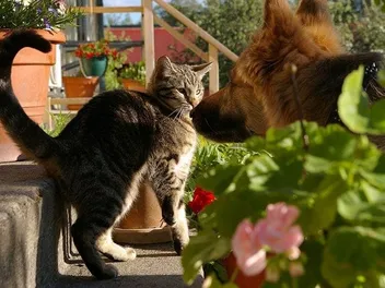 Why Does My Cat Swat the Dog? 6 Vet-Reviewed Reasons & How to Stop Them
