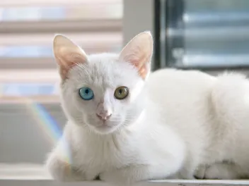 How Rare Is a Cat With Two Different Eye Colors? Vet-Reviewed Facts