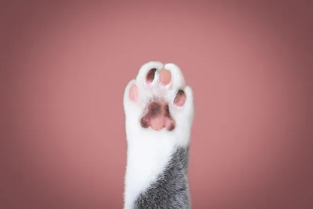 What Are Cat Feet Called? 8 Cute Nicknames