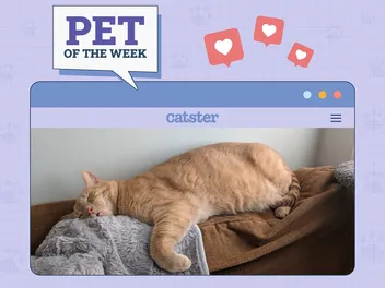 Catster Photo Contest: Cats of the Week Winners (April 24, 2025)