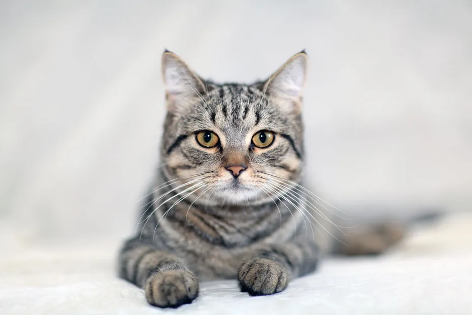 close up of a grey tabby cat