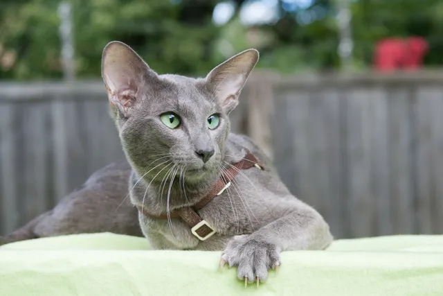 14 Asian Cat Breeds (With Info & Pictures)