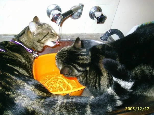 Sully (left) learning from older and wiser Gilbert.
