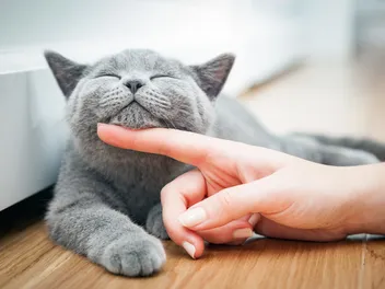 5 Best Cat DNA Tests of 2026 - Reviews & Top Picks