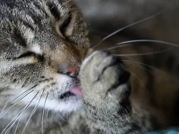 Why Do Cats Lick Themselves After You Pet Them? Deciphering Cat Behavior (Vet-Reviewed)