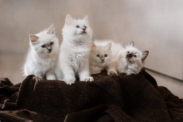 Ragdoll Kittens for Sale in USA: Breeders List 2026