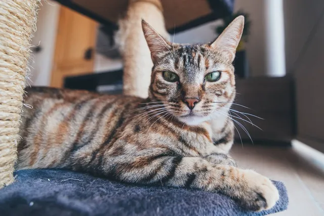 8 Vet-Approved Ways to Get Your Cat to Use a Scratching Post