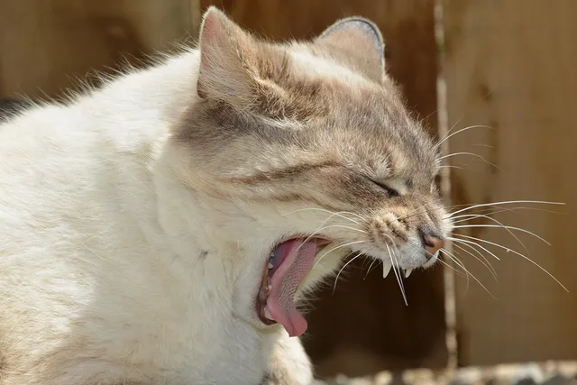 Why Do Cats Gag? 10 Vet-Verified Reasons & When to Worry
