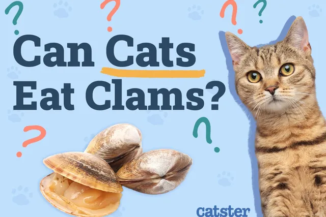 Can Cats Eat Clams? Vet-Approved Nutritional Facts & FAQ