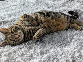 Cyril's Purring Repertoire: 6 Different Purrs & Their Meanings