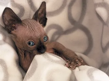 Kitten Suckling: Vet-Reviewed Behavior Facts & FAQ