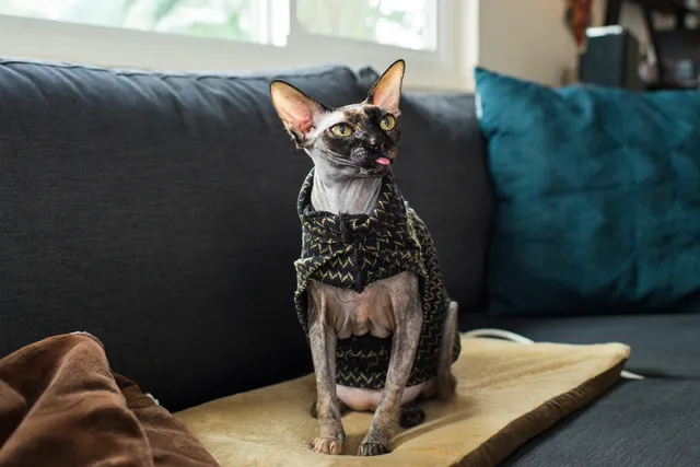 Are Heated Cat Beds Safe? Can They Be On All the Time?