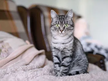 Are American Shorthair Cats Hypoallergenic? Vet-Reviewed Facts & Allergy Precautions