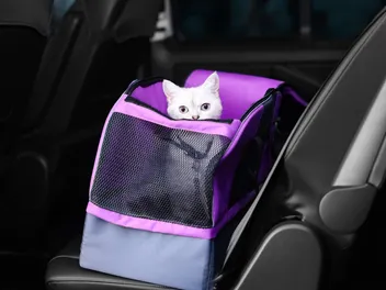 Ways to Calm Your Cat in the Car: 11 Vet-Reviewed Methods