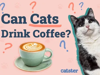Can Cats Drink Coffee? Vet-Reviewed Risks & Precautions