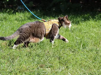 4 Types of Cat Harnesses (With Info & Pictures, Vet-Reviewed)