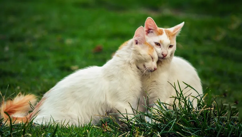 two cats hugging each other