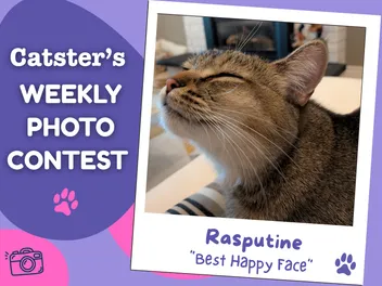 Catster’s Weekly Photo Contest Winners: Best Happy Face (April 23, 2026)