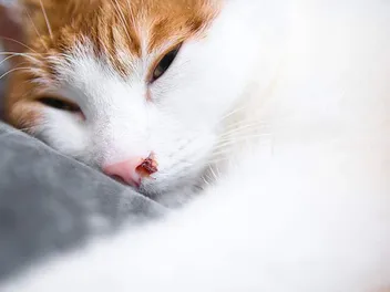 Why Is My Cat Bleeding? A Full-Body Overview (Vet Answer)