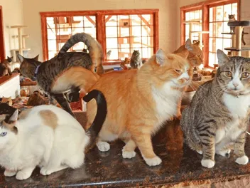 A Hollywood Actor Chose Animals Over Acting 43 Years Ago to Found D.E.L.T.A. Rescue