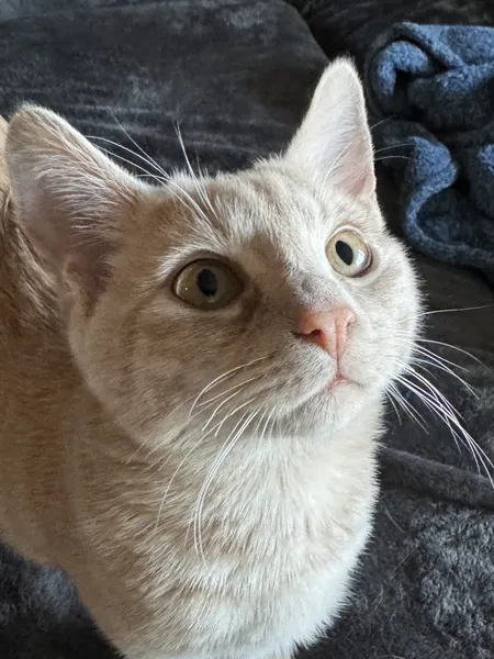 Cheddar the cat