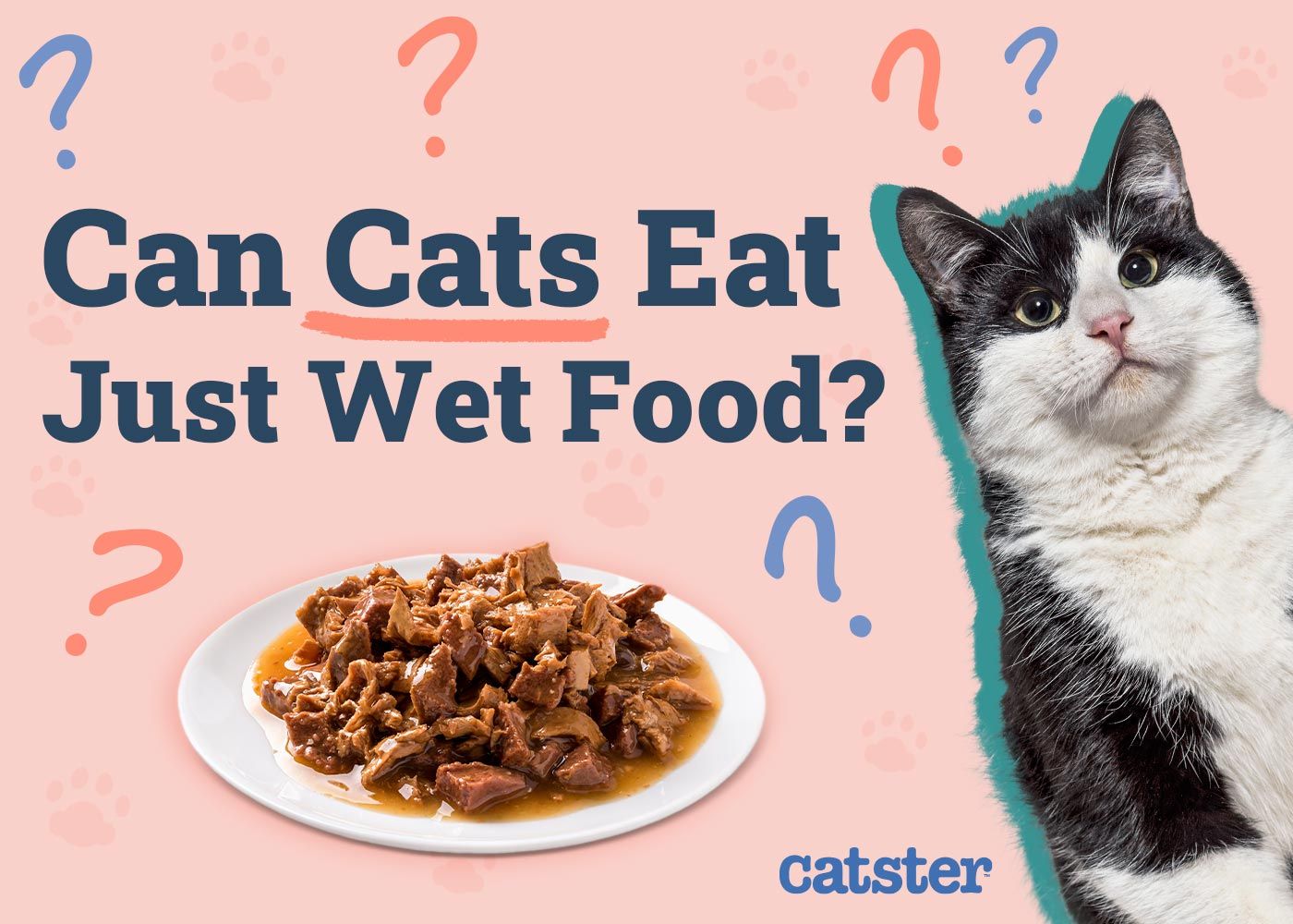 Can Cats Eat Just Wet Food