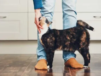 How Do Cats Choose Their Favorite Person? 5 Interesting Factors (Vet-Reviewed)