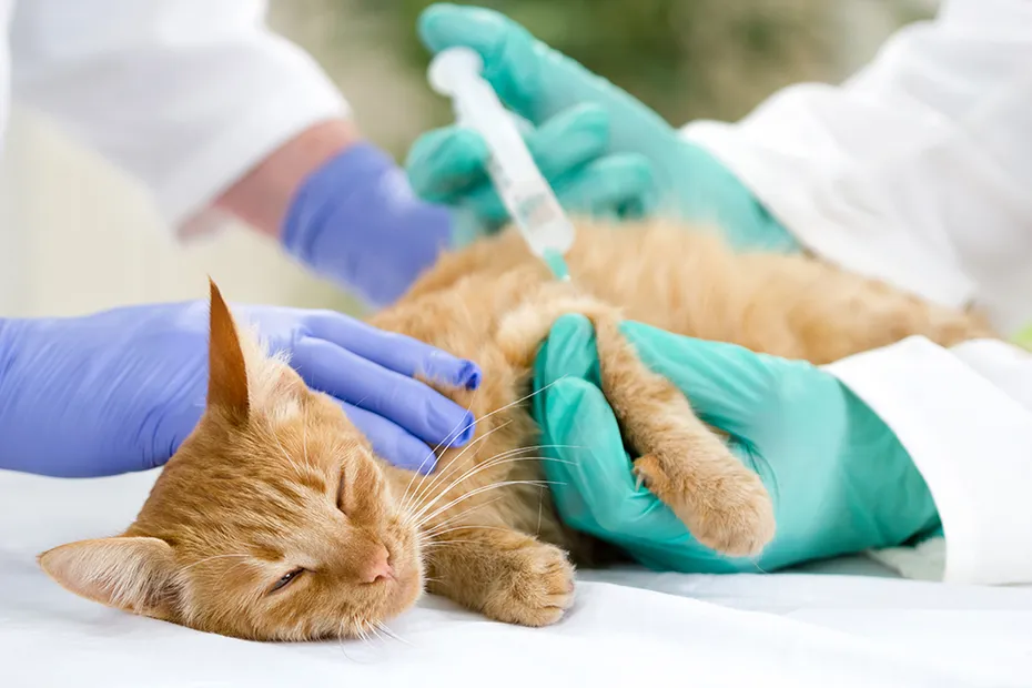 cat getting vaccinated