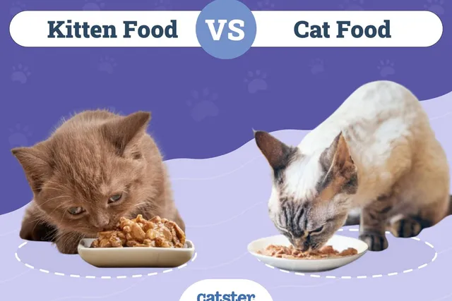 Kitten Food vs Cat Food: What's the Difference? Vet-Reviewed Facts