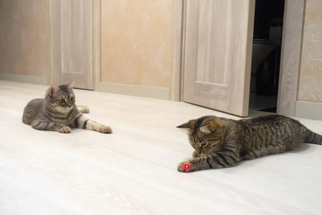 Are Cats Playful? Vet-Reviewed Feline Character Explained