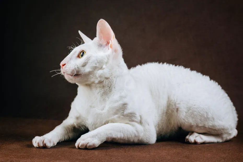 Portrait of Cornish Rex Cat on Brown Background