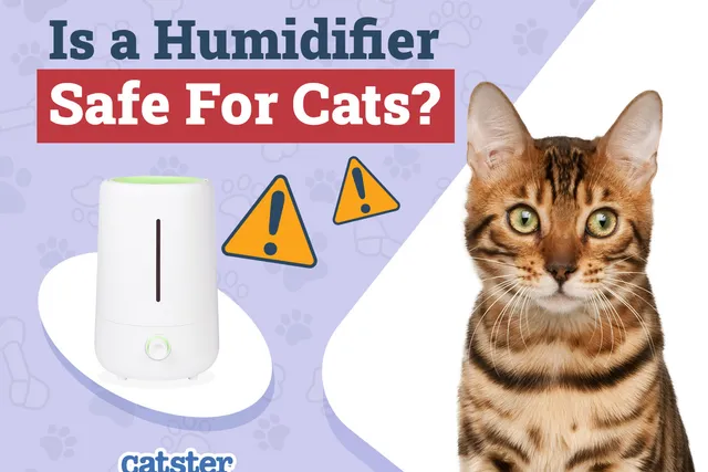 Is a Humidifier Safe for My Cat? (Potential Risks & Crucial Safety Tips)